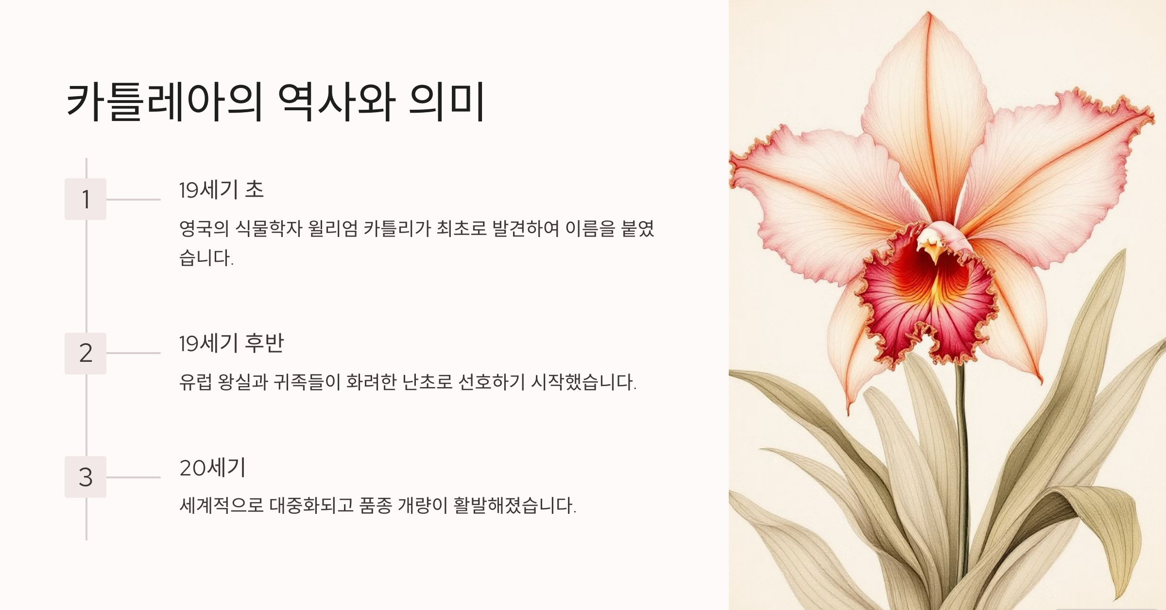 카틀레아 사진