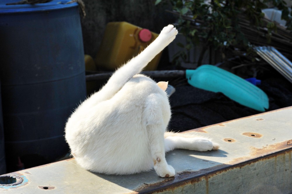 시골집 고양이 흰디