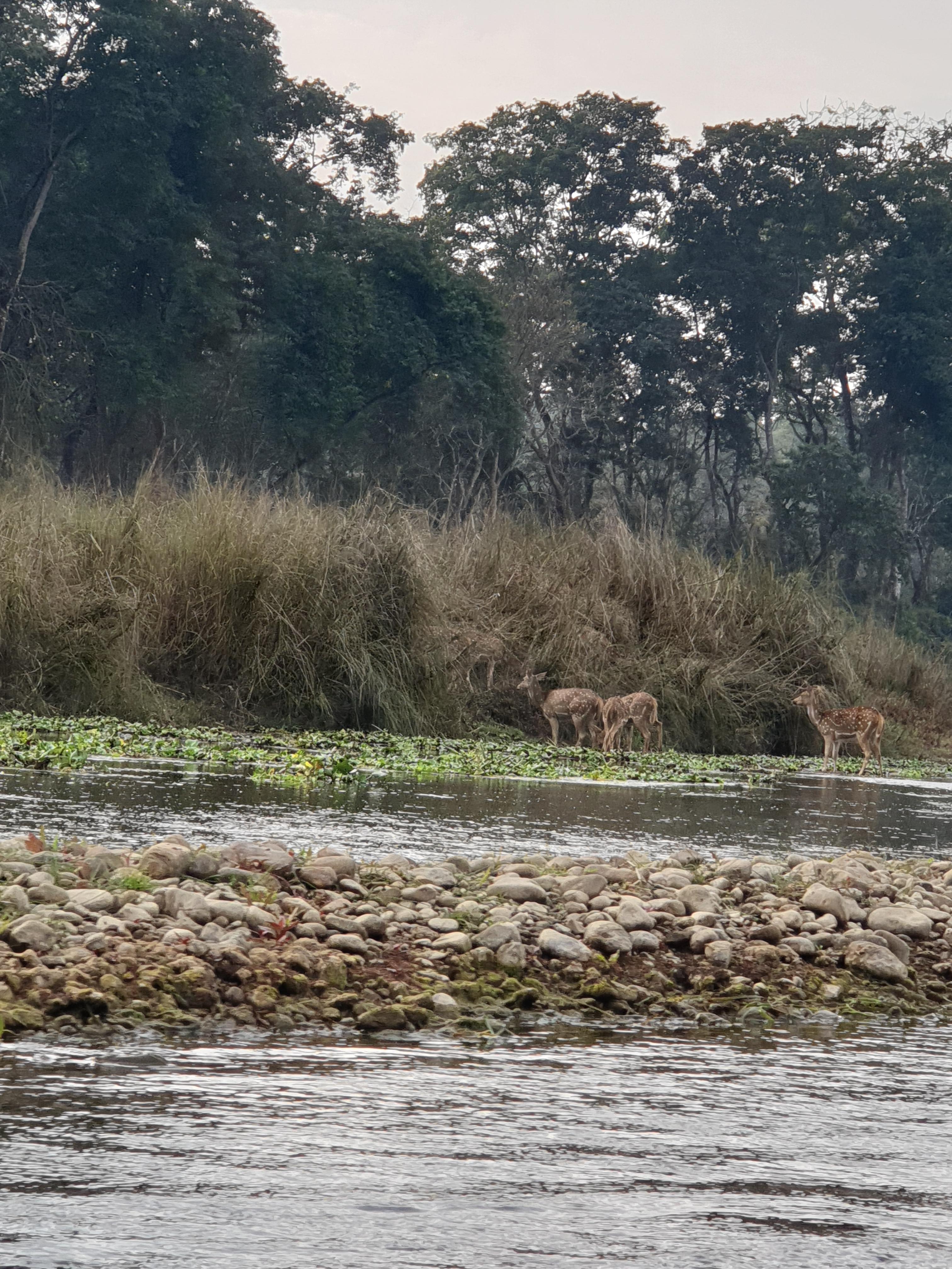 치트완 정글에서 본 사슴가족