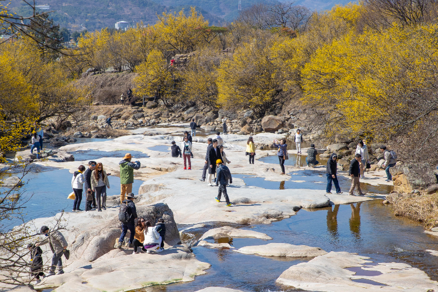 구례 산수유꽃축제 언제 갈까? 2025년 개화 시기 & 필수 코스