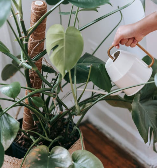 식물 물주는 기준