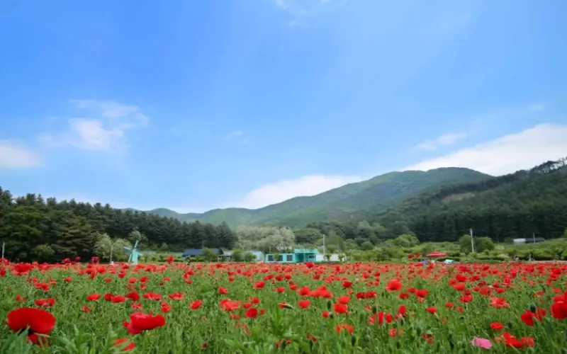 원주 용수골 꽃양귀비 축제_9