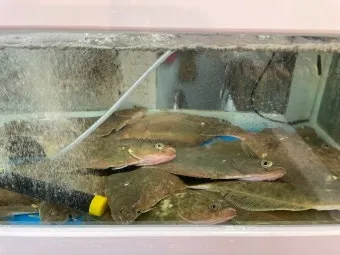 6월 제철 횟감 맛집 어디서 먹는 게 가장 맛있을까요 지역별 상세 추천_18