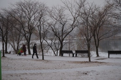 수원 반려견 산책 어디가 좋을까? 겨울에도 걷기 좋은 명소 추천
