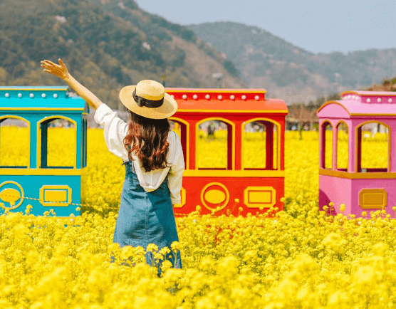 삼척 맹방유채꽃축제 일정 및 가는 방법