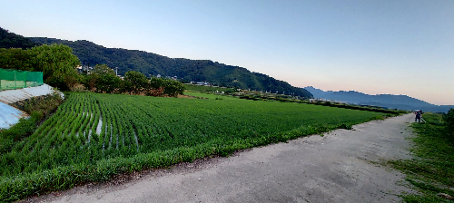 충주 농장 논