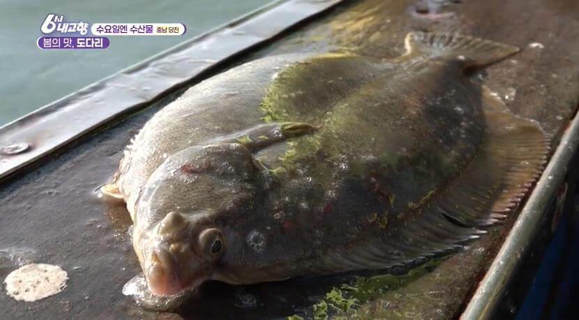 6시내고향 당진 도다리