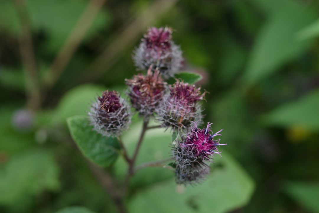 Burdock
