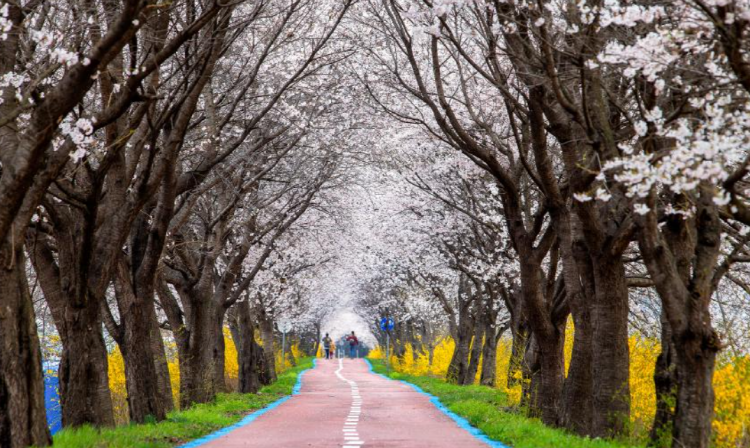 보은 벚꽃길 축제