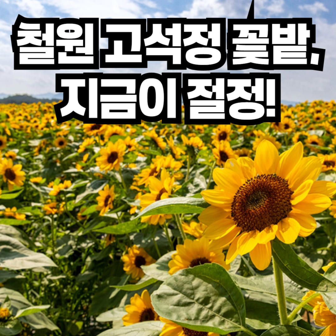 철원 고석정 꽃밭축제 2025