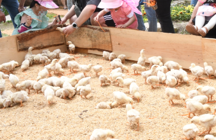함평 나비대축제
