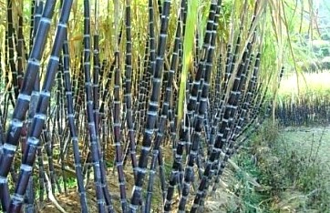 옥타코사놀 음식