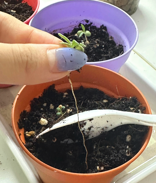 로즈마리 웃자람