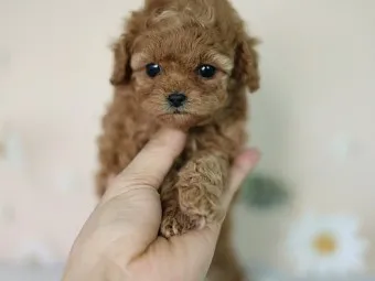 푸들 종류 토이푸들 실버투들 분양 가격 성격_14