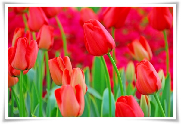 "튤립" 매력적인 봄의 대표적인 꽃, 튤립의 매력!