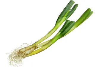 리크 재배 분주 심기 북주기 통풍 관리_14