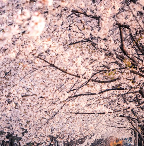 오사카 벚꽃 개화시기 2025