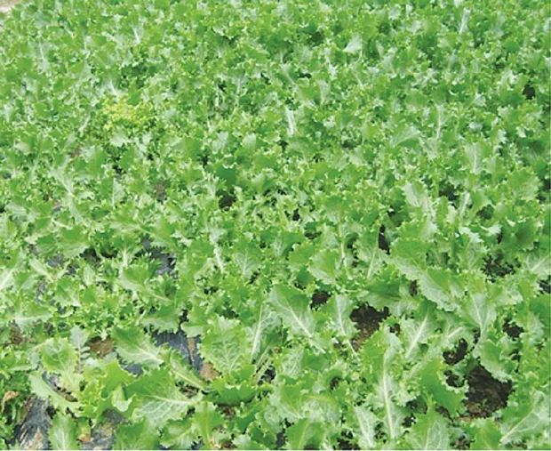 엔다이브 재배 상토 선정 배수 통풍 연속 수확_2