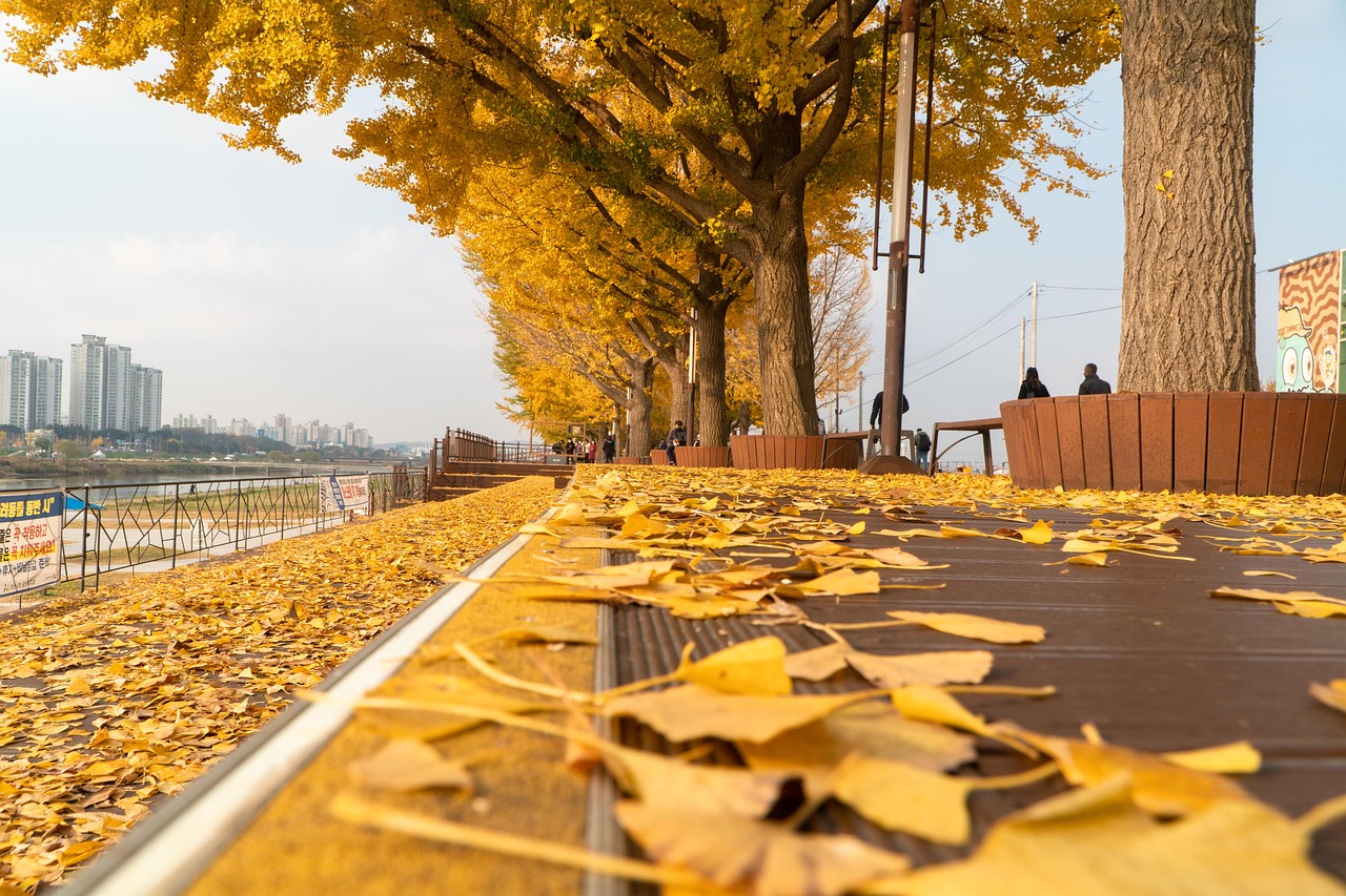 은행나무 길 사진