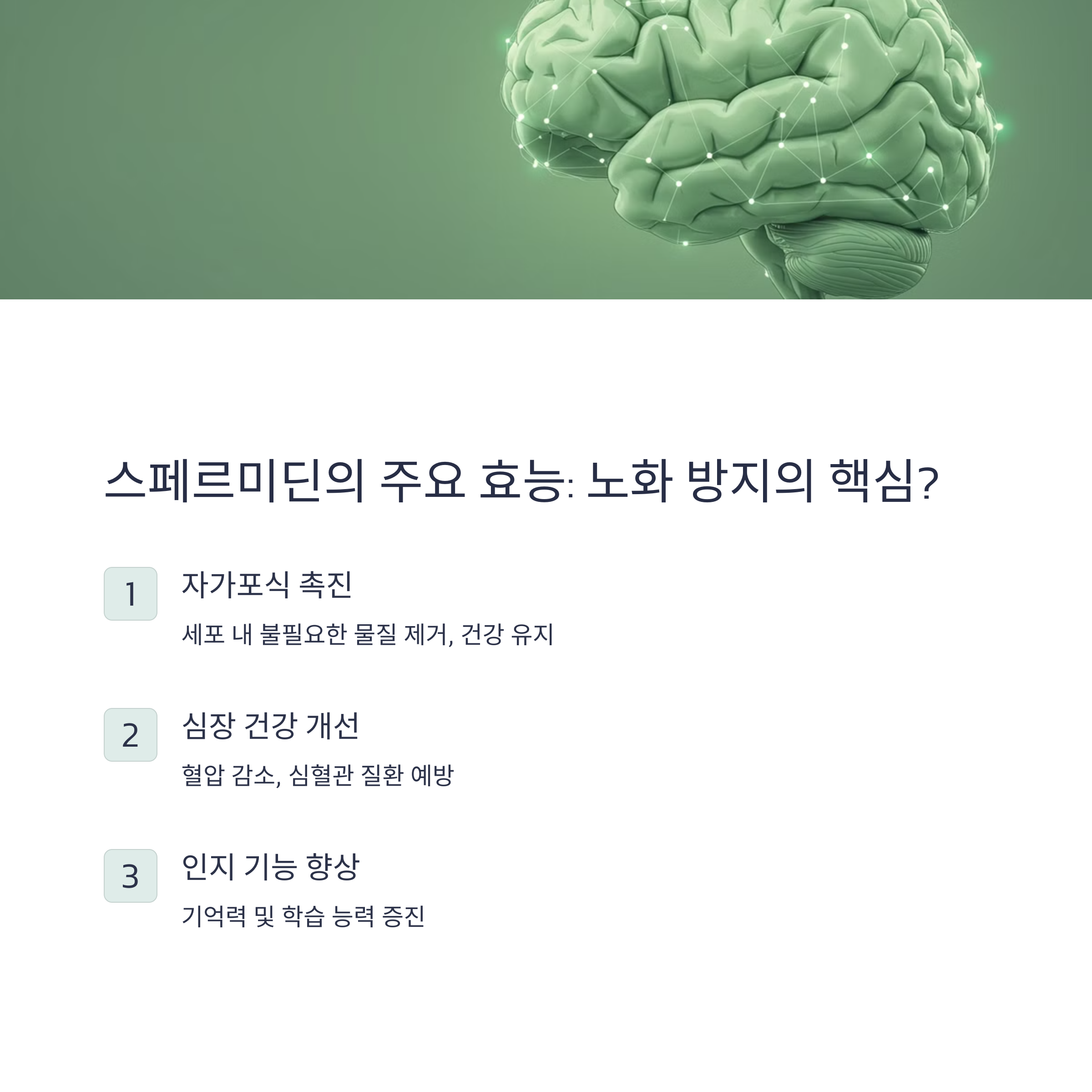 스페르미딘이란? 효능과 역할