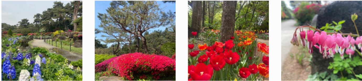 [서울 근교 여행지] 경기도 파주❘벽초지수목원❘드라마 촬영지(빈센조, 구미호뎐, 고백부부, 나의 해방일지)