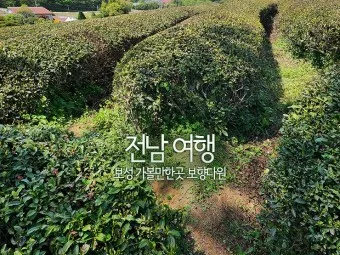 보성 가볼만한곳 베스트10 현지인 추천 필수코스_15