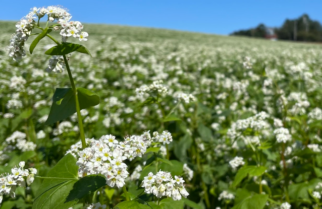 넓은들 학원농장