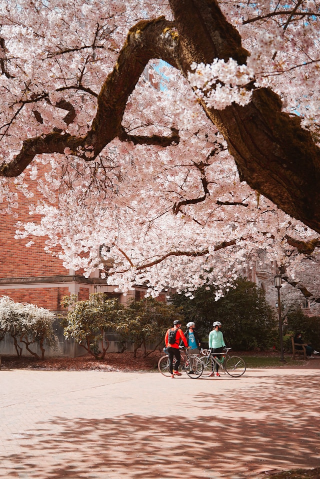 🌸 2026년 최신 대구 벚꽃 현황 🌸 대구 벚꽃 실시간 개화시기 및 만개 현황! 대구 벚꽃 및 대구 겹벚꽃 숨은 명소와 축제 모음 총정리 🌸실시간 정보 업데이트