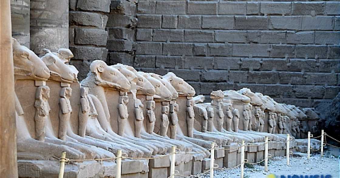 카르낙 신전 입구의 숫양 머리 스핑크스 조각상들이 나란히 배열된 모습. 각 스핑크스는 가슴에 파라오 석상을 안고 있다.