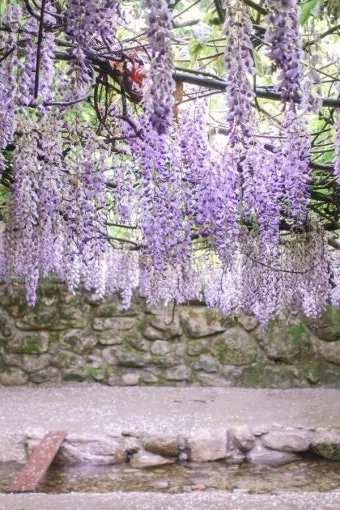 아파트 화단에 핀 5월의 꽃 송엽국 작약 금계국 털개구리미나리_1