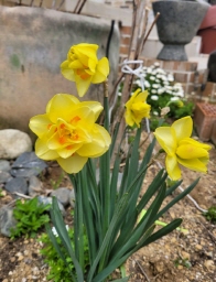 집 앞 화단에 핀 노란 수선화