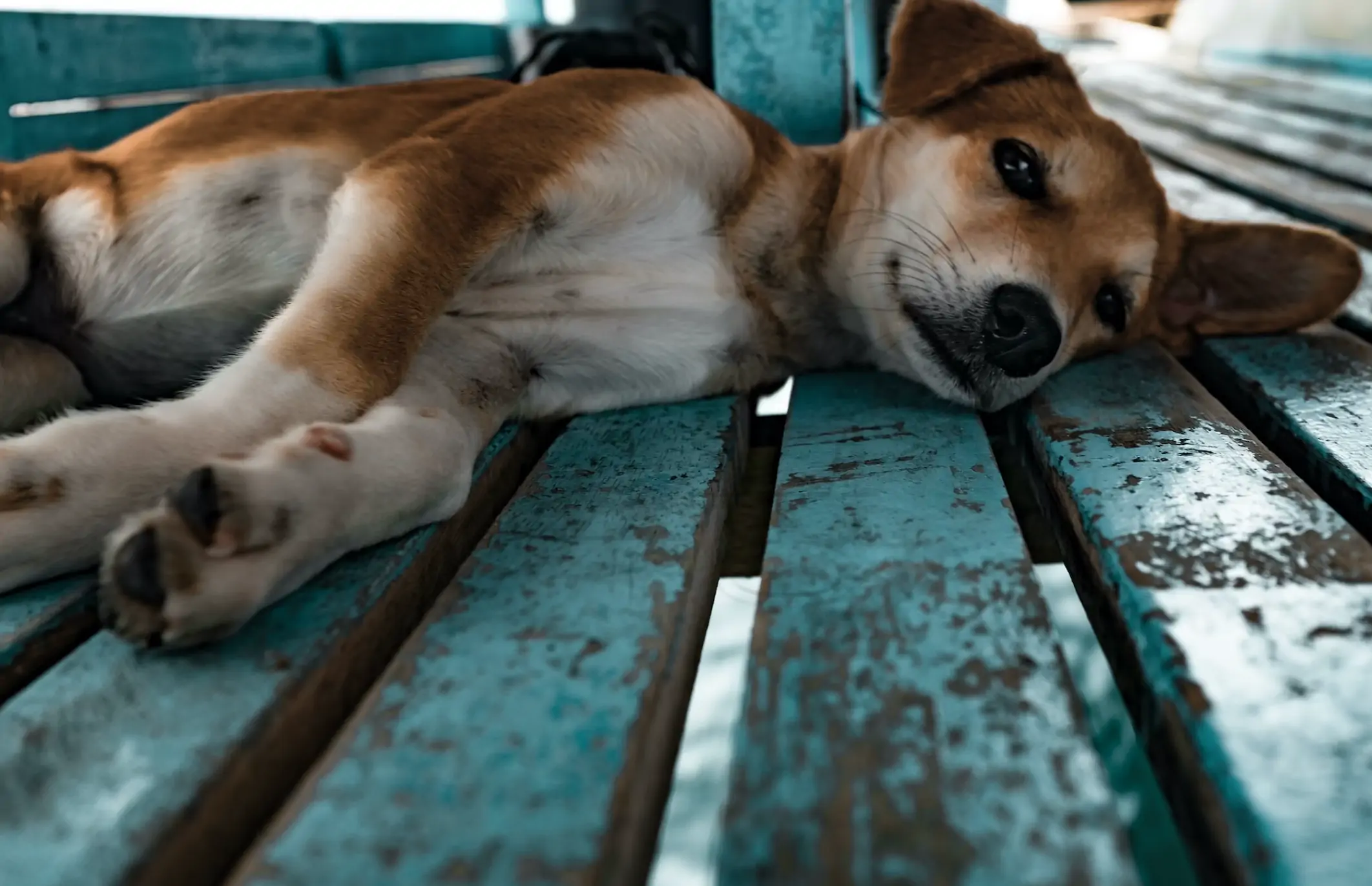 강아지 허리디스크 대표적 원인3