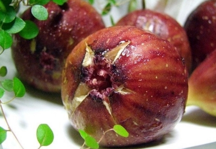 잘-익은-무화과-사진