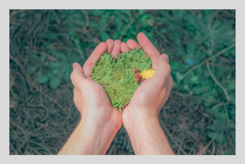 러브버그 방역법