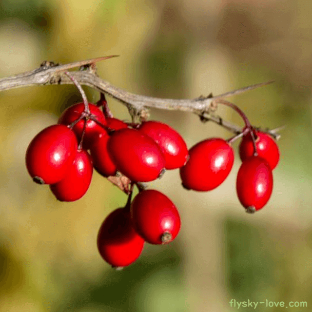 원기회복에 도움이 되는 산수유