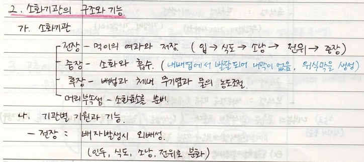 소화기관의 구조와 기능