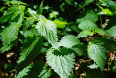 비단풀 효능과 부작용 총정리 : 전통 약초의 놀라운 기능