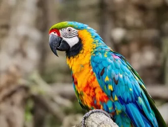 앵무새 분양 가격 키우기 분양 수명 먹이 성격 종류_6