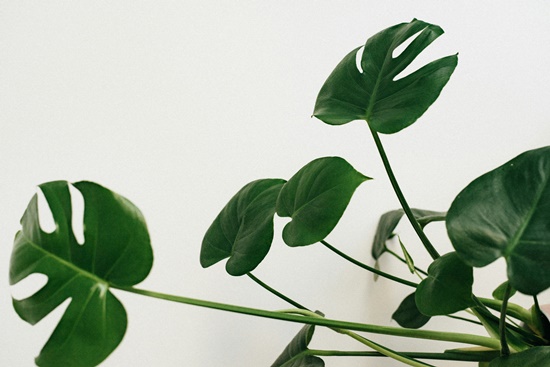 실내 인테리어의 꽃 몬스테라! 키우기/종류/분갈이/물주기/번식