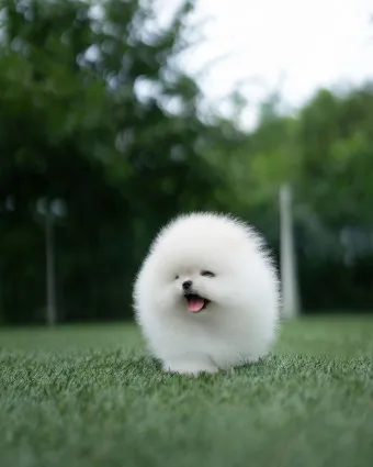 포메라니안 가격 성격 털빠짐 수명 미용_7