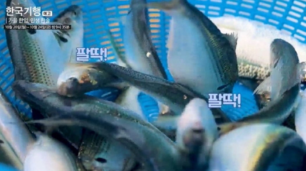 한국기행-낙동강-전어