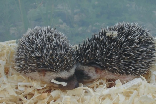 불견상견절치,인간관계 명언,고슴도치 딜레마,쇼펜하우어 철학,관계 거리두기,불가근 불가원