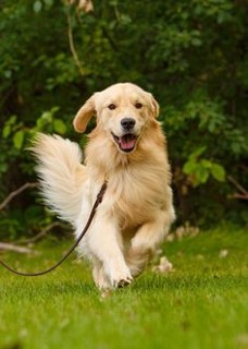 멋진-개가-뛰어서-달려오는-모습