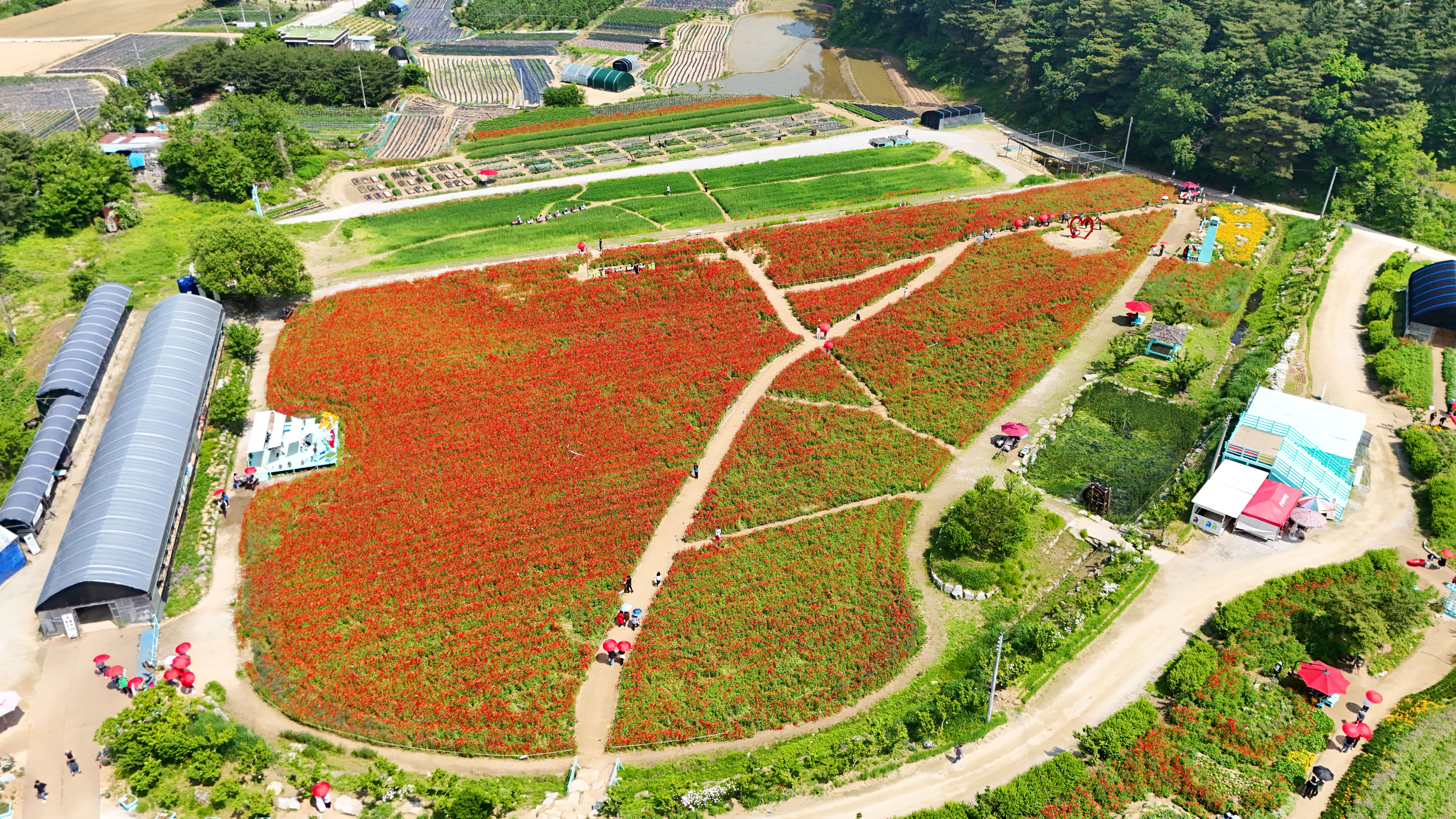 용수골 꽃양귀비 축제