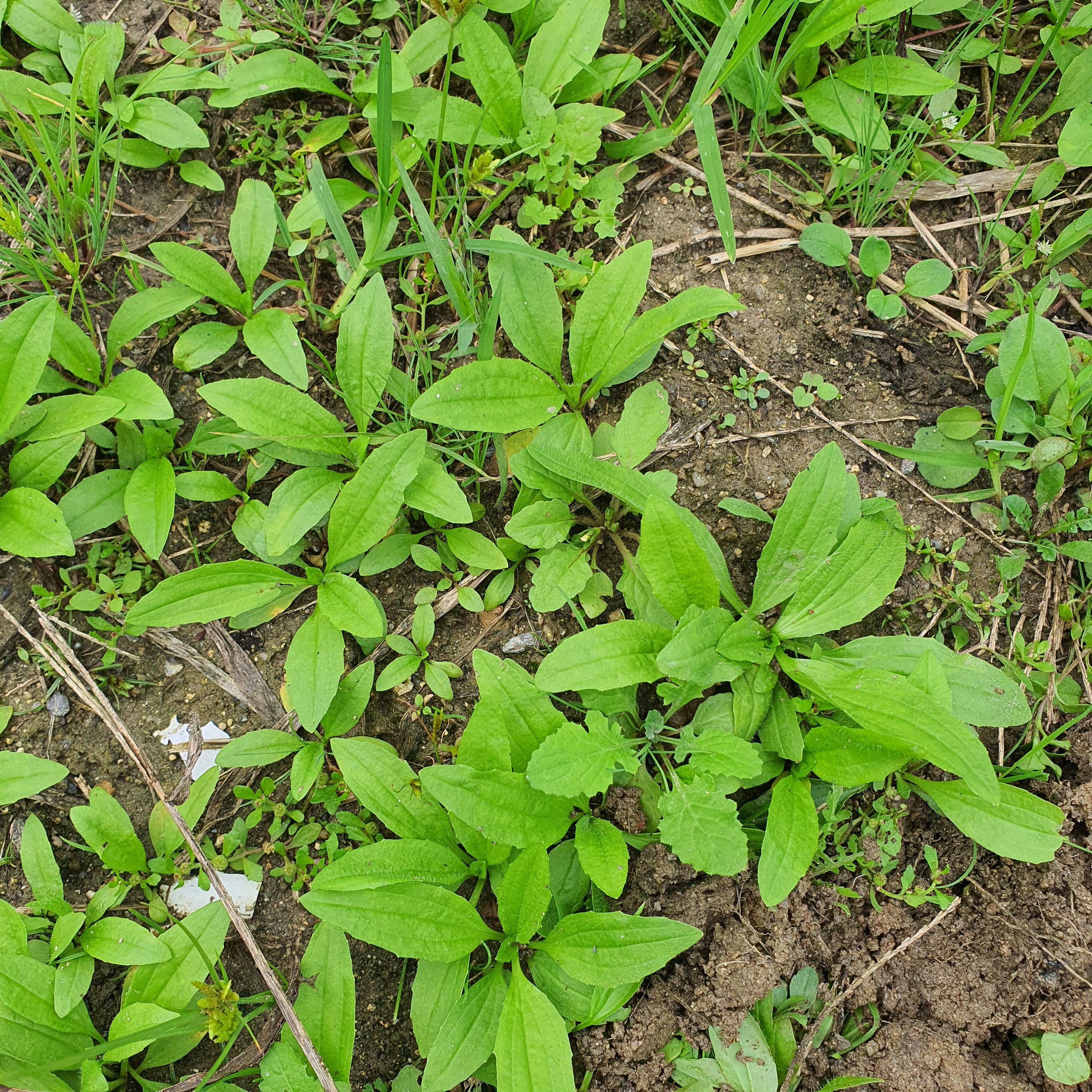 plantain 10