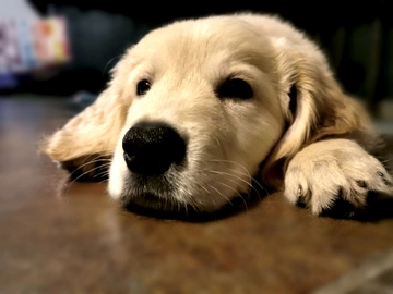 강아지-심장사상충약-주기