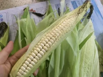 옥수수 키우는 법 품종 파종 수분수 당도 올리는 비결_11
