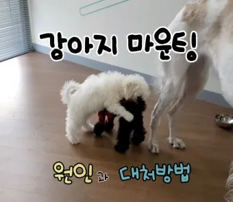 강아지 마운팅 이유 해결 방법_21