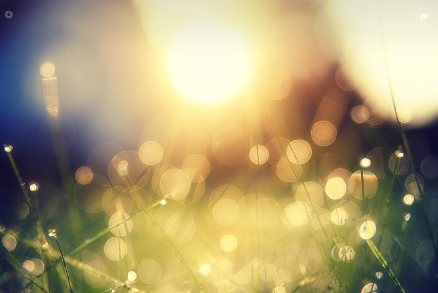 풀잎에 방울방울 햇빛이 비치는 사진