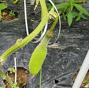 오이 불량품 수분 부족